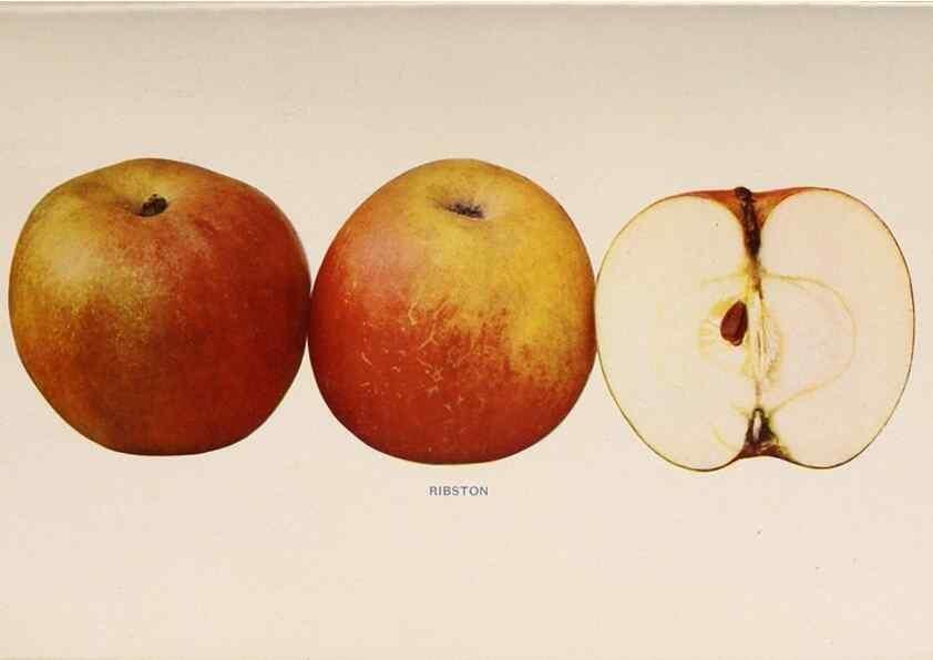 Reproducción/Reproduction 42234574222: The apples of New York /. Albany :J.B. Lyon,1905.. 