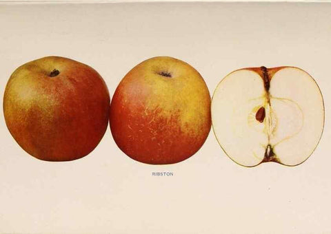 Reproducción/Reproduction 42234574222: The apples of New York /. Albany :J.B. Lyon,1905.. 