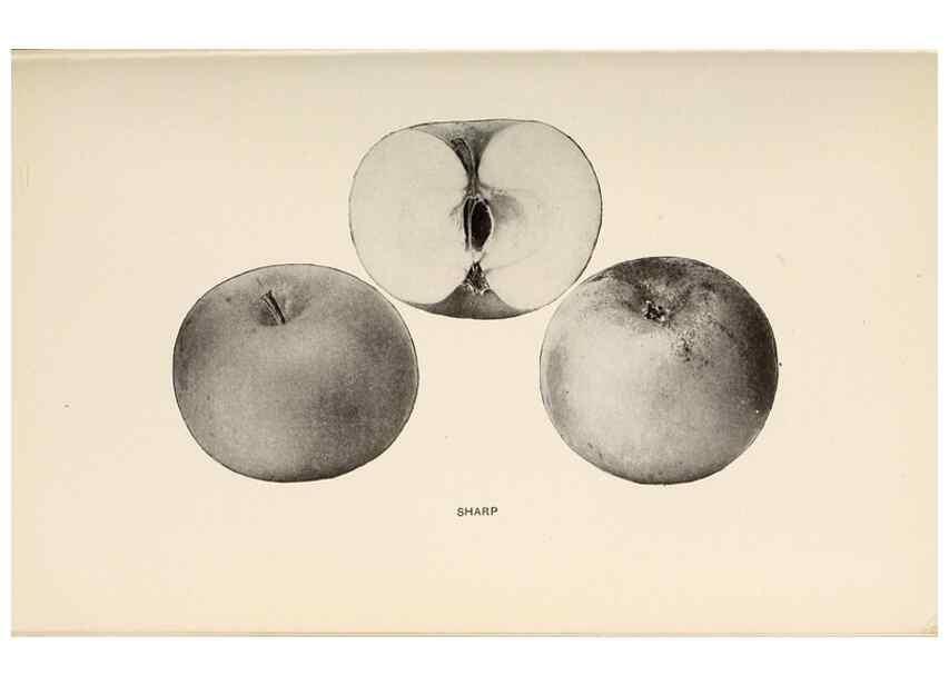 Reproducción/Reproduction 42234576102: The apples of New York /. Albany :J.B. Lyon,1905.. 