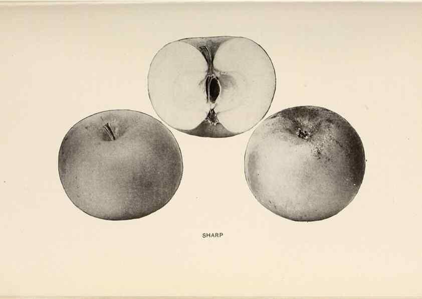 Reproducción/Reproduction 42234576102: The apples of New York /. Albany :J.B. Lyon,1905.. 