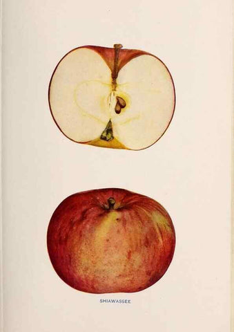 Reproducción/Reproduction 28408290308: The apples of New York /. Albany :J.B. Lyon,1905.. 
