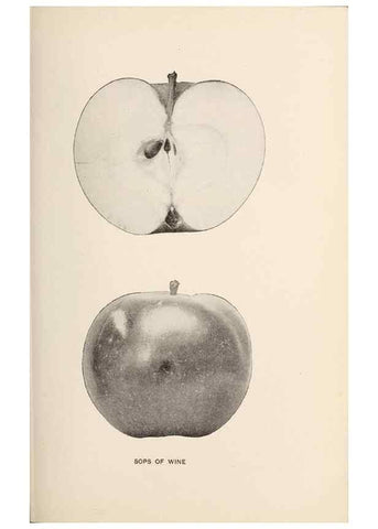 Reproducción/Reproduction 28408292628: The apples of New York /. Albany :J.B. Lyon,1905.. 