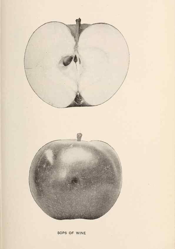 Reproducción/Reproduction 28408292628: The apples of New York /. Albany :J.B. Lyon,1905.. 