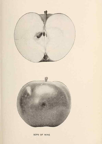 Reproducción/Reproduction 28408292628: The apples of New York /. Albany :J.B. Lyon,1905.. 