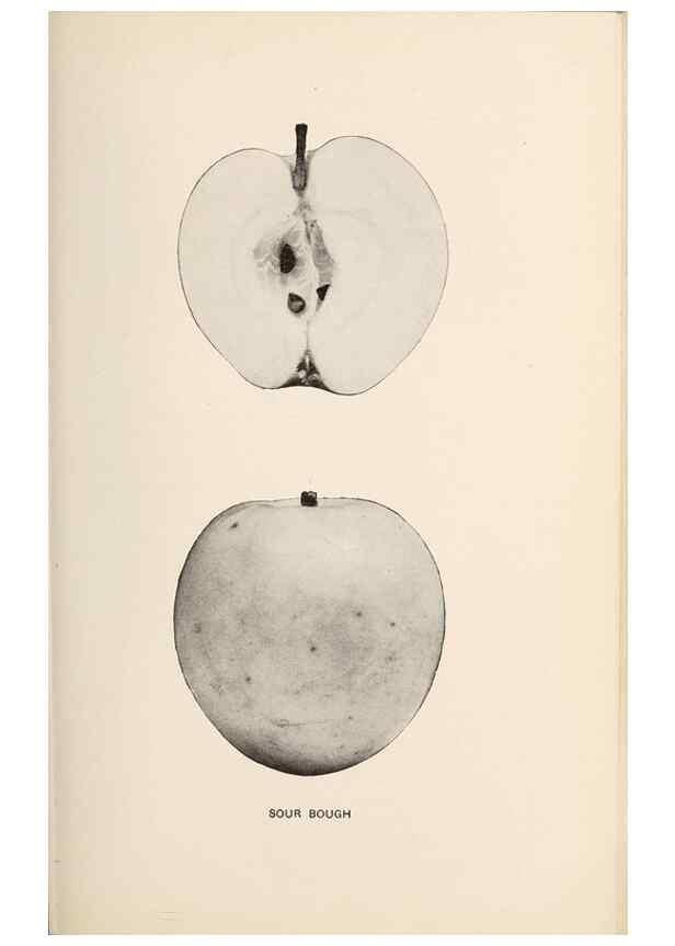 Reproducción/Reproduction 42234581272: The apples of New York /. Albany :J.B. Lyon,1905.. 