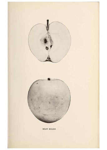 Reproducción/Reproduction 42234581272: The apples of New York /. Albany :J.B. Lyon,1905.. 