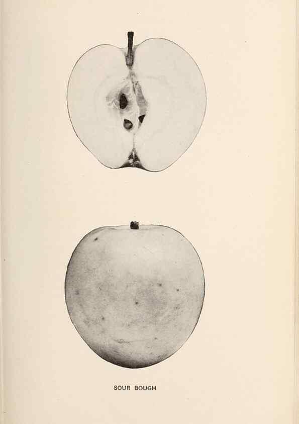 Reproducción/Reproduction 42234581272: The apples of New York /. Albany :J.B. Lyon,1905.. 