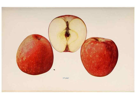 Reproducción/Reproduction 27410721487: The apples of New York /. Albany :J.B. Lyon,1905.. 
