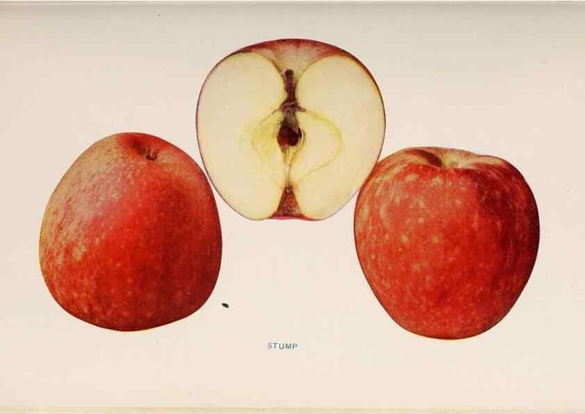 Reproducción/Reproduction 27410721487: The apples of New York /. Albany :J.B. Lyon,1905.. 