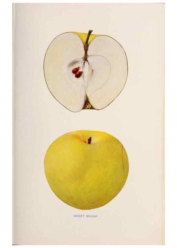 Reproducción/Reproduction 28408301518: The apples of New York /. Albany :J.B. Lyon,1905.. 