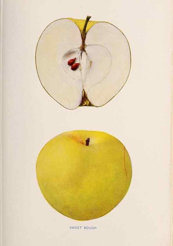 Reproducción/Reproduction 28408301518: The apples of New York /. Albany :J.B. Lyon,1905.. 