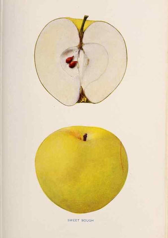 Reproducción/Reproduction 28408301518: The apples of New York /. Albany :J.B. Lyon,1905.. 