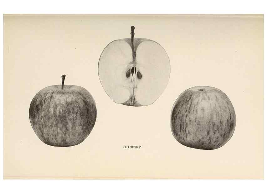 Reproducción/Reproduction 28408304168: The apples of New York /. Albany :J.B. Lyon,1905.. 