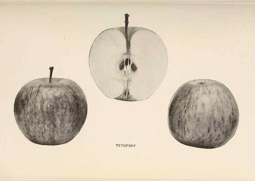Reproducción/Reproduction 28408304168: The apples of New York /. Albany :J.B. Lyon,1905.. 