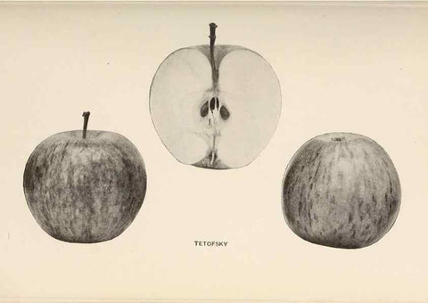 Reproducción/Reproduction 28408304168: The apples of New York /. Albany :J.B. Lyon,1905.. 