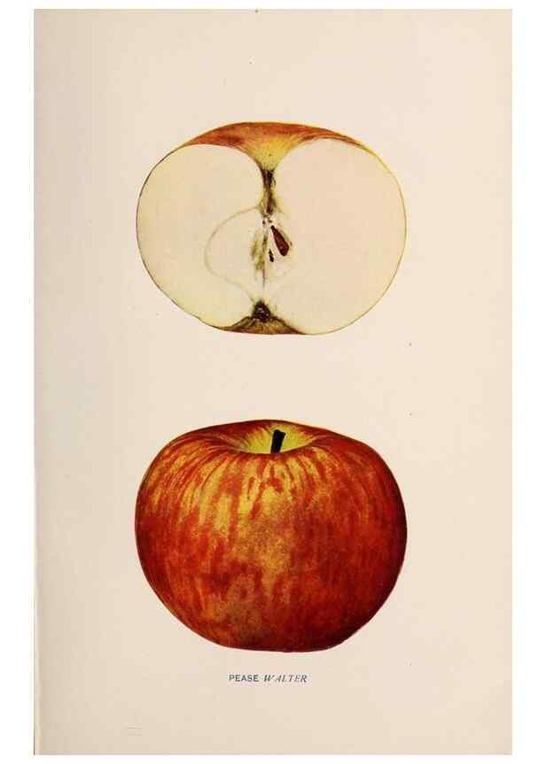 Reproducción/Reproduction 42281208161: The apples of New York /. Albany :J.B. Lyon,1905.. 