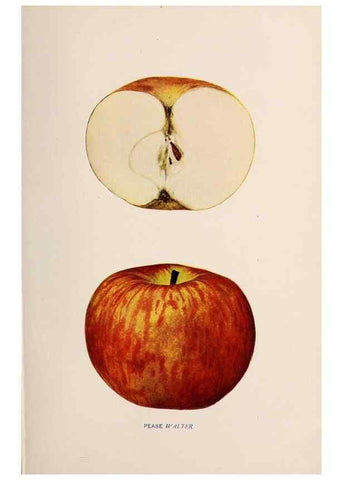 Reproducción/Reproduction 42281208161: The apples of New York /. Albany :J.B. Lyon,1905.. 