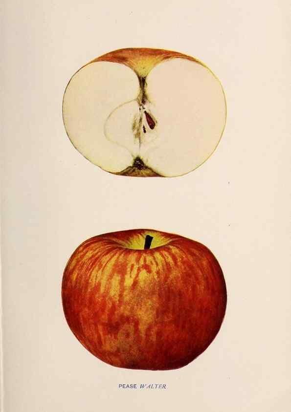 Reproducción/Reproduction 42281208161: The apples of New York /. Albany :J.B. Lyon,1905.. 