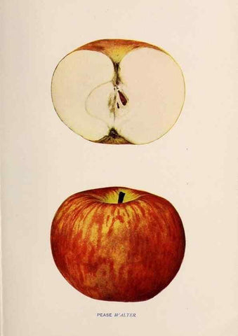 Reproducción/Reproduction 42281208161: The apples of New York /. Albany :J.B. Lyon,1905.. 