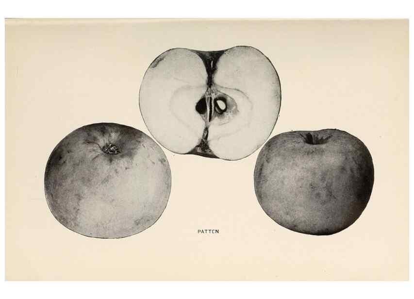 Reproducción/Reproduction 27410699297: The apples of New York /. Albany :J.B. Lyon,1905.. 