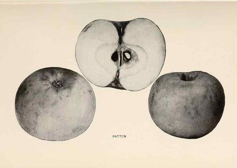 Reproducción/Reproduction 27410699297: The apples of New York /. Albany :J.B. Lyon,1905.. 