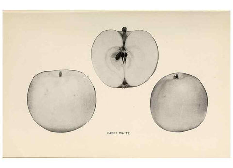 Reproducción/Reproduction 40474493710: The apples of New York /. Albany :J.B. Lyon,1905.. 