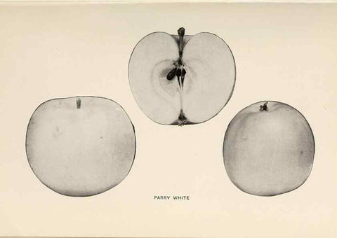 Reproducción/Reproduction 40474493710: The apples of New York /. Albany :J.B. Lyon,1905.. 