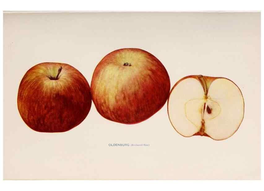 Reproducción/Reproduction 42281201101: The apples of New York /. Albany :J.B. Lyon,1905.. 