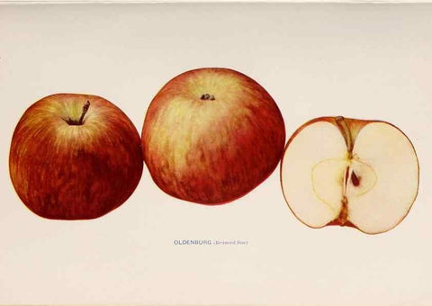Reproducción/Reproduction 42281201101: The apples of New York /. Albany :J.B. Lyon,1905.. 