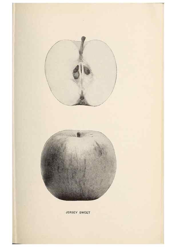 Reproducción/Reproduction 41379293585: The apples of New York /. Albany :J.B. Lyon,1905.. 