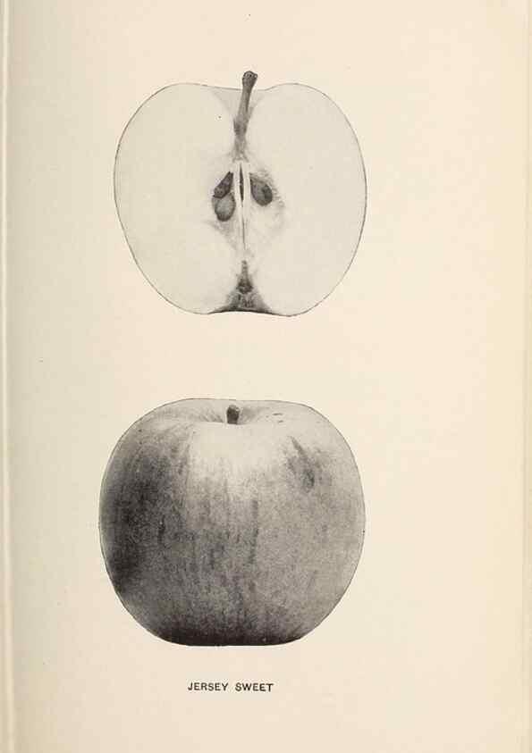 Reproducción/Reproduction 41379293585: The apples of New York /. Albany :J.B. Lyon,1905.. 