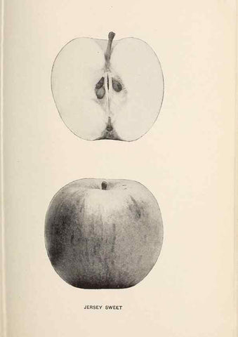Reproducción/Reproduction 41379293585: The apples of New York /. Albany :J.B. Lyon,1905.. 