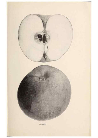 Reproducción/Reproduction 40474445670: The apples of New York /. Albany :J.B. Lyon,1905.. 