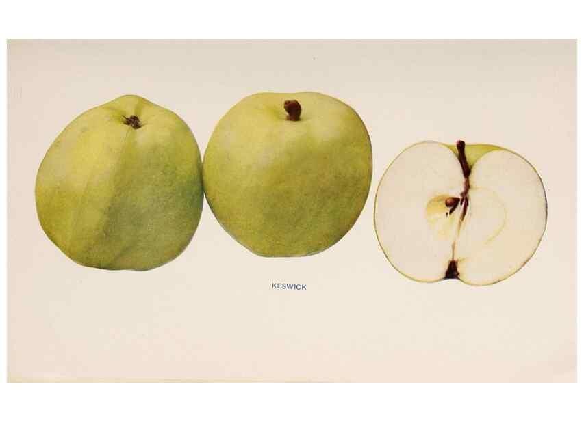 Reproducción/Reproduction 41379297375: The apples of New York /. Albany :J.B. Lyon,1905.. 