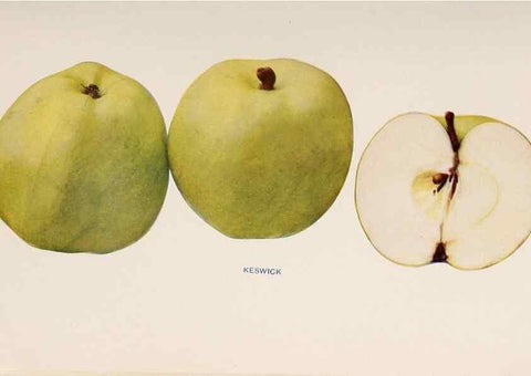Reproducción/Reproduction 41379297375: The apples of New York /. Albany :J.B. Lyon,1905.. 