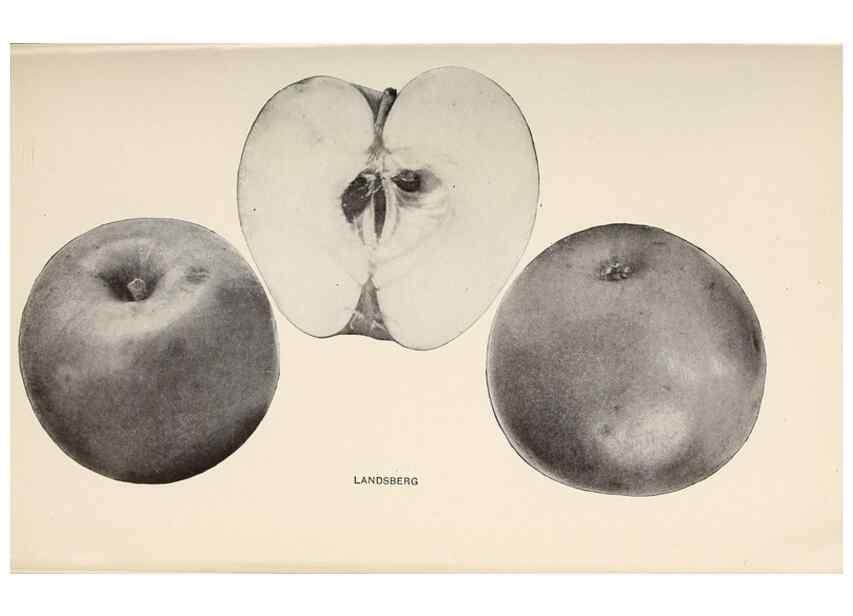 Reproducción/Reproduction 41560007554: The apples of New York /. Albany :J.B. Lyon,1905.. 