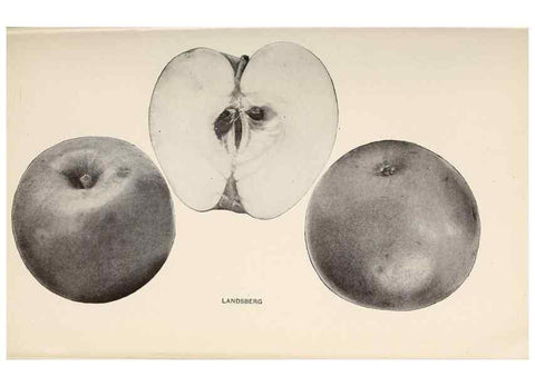 Reproducción/Reproduction 41560007554: The apples of New York /. Albany :J.B. Lyon,1905.. 