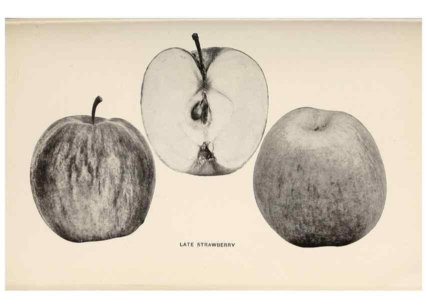 Reproducción/Reproduction 27410670897: The apples of New York /. Albany :J.B. Lyon,1905.. 
