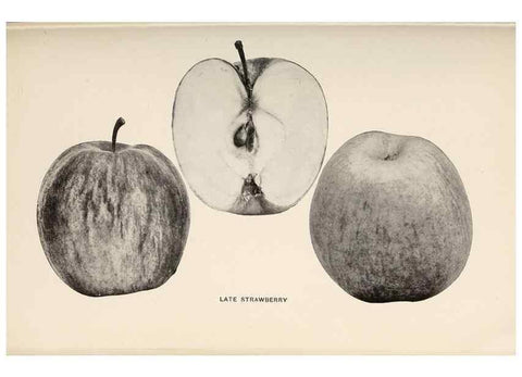 Reproducción/Reproduction 27410670897: The apples of New York /. Albany :J.B. Lyon,1905.. 