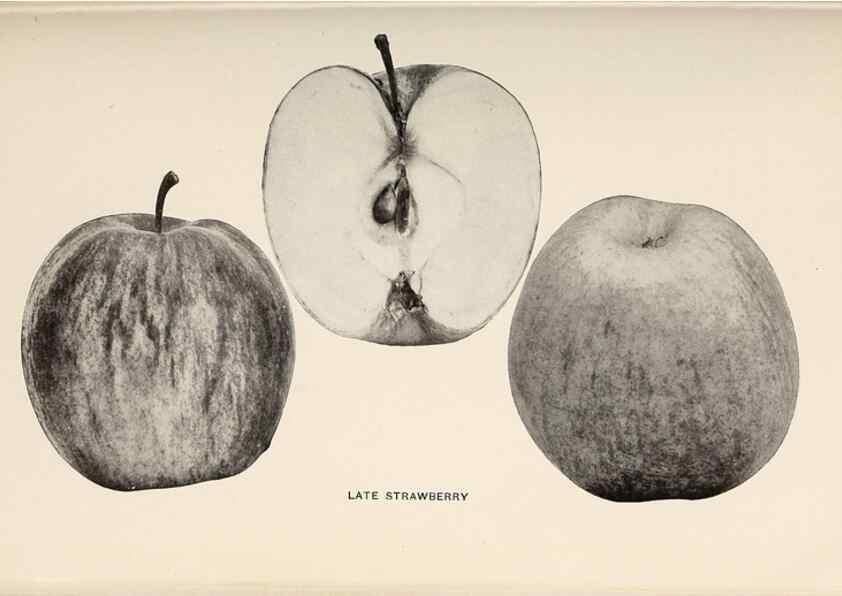 Reproducción/Reproduction 27410670897: The apples of New York /. Albany :J.B. Lyon,1905.. 