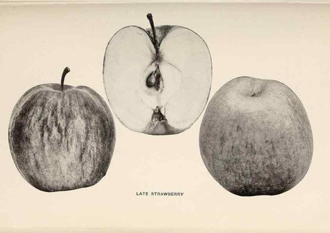 Reproducción/Reproduction 27410670897: The apples of New York /. Albany :J.B. Lyon,1905.. 