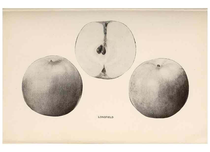 Reproducción/Reproduction 40474455790: The apples of New York /. Albany :J.B. Lyon,1905.. 