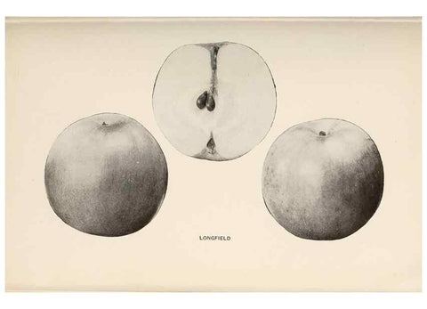 Reproducción/Reproduction 40474455790: The apples of New York /. Albany :J.B. Lyon,1905.. 