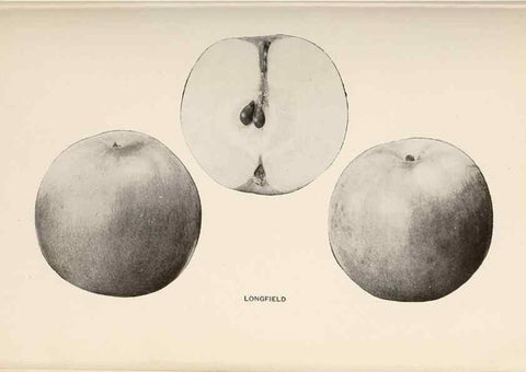 Reproducción/Reproduction 40474455790: The apples of New York /. Albany :J.B. Lyon,1905.. 