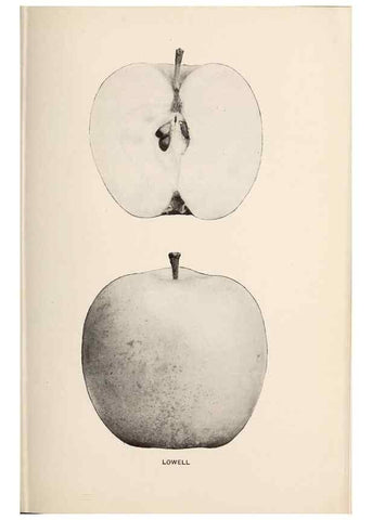 Reproducción/Reproduction 42234524272: The apples of New York /. Albany :J.B. Lyon,1905.. 