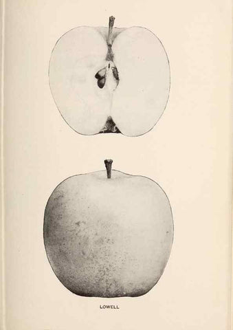 Reproducción/Reproduction 42234524272: The apples of New York /. Albany :J.B. Lyon,1905.. 
