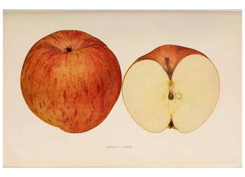 Reproducción/Reproduction 28408306988: The apples of New York /. Albany :J.B. Lyon,1905.. 