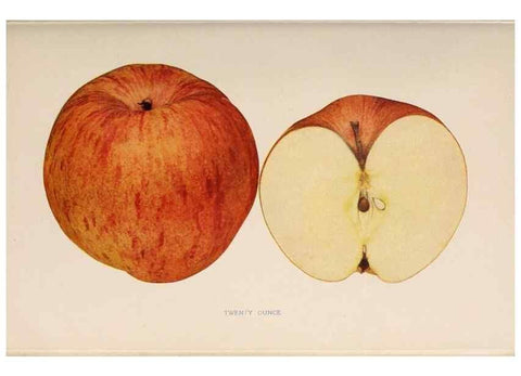 Reproducción/Reproduction 28408306988: The apples of New York /. Albany :J.B. Lyon,1905.. 