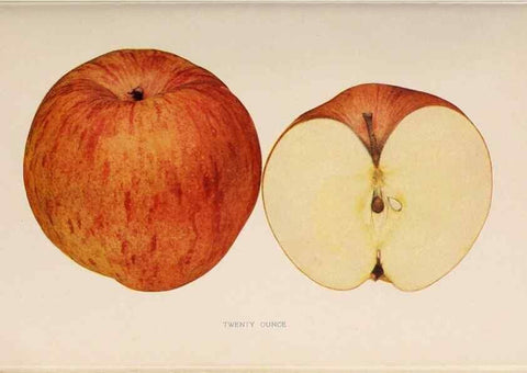 Reproducción/Reproduction 28408306988: The apples of New York /. Albany :J.B. Lyon,1905.. 