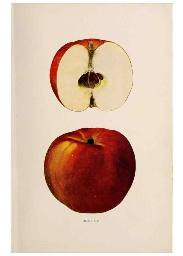 Reproducción/Reproduction 27410680277: The apples of New York /. Albany :J.B. Lyon,1905.. 